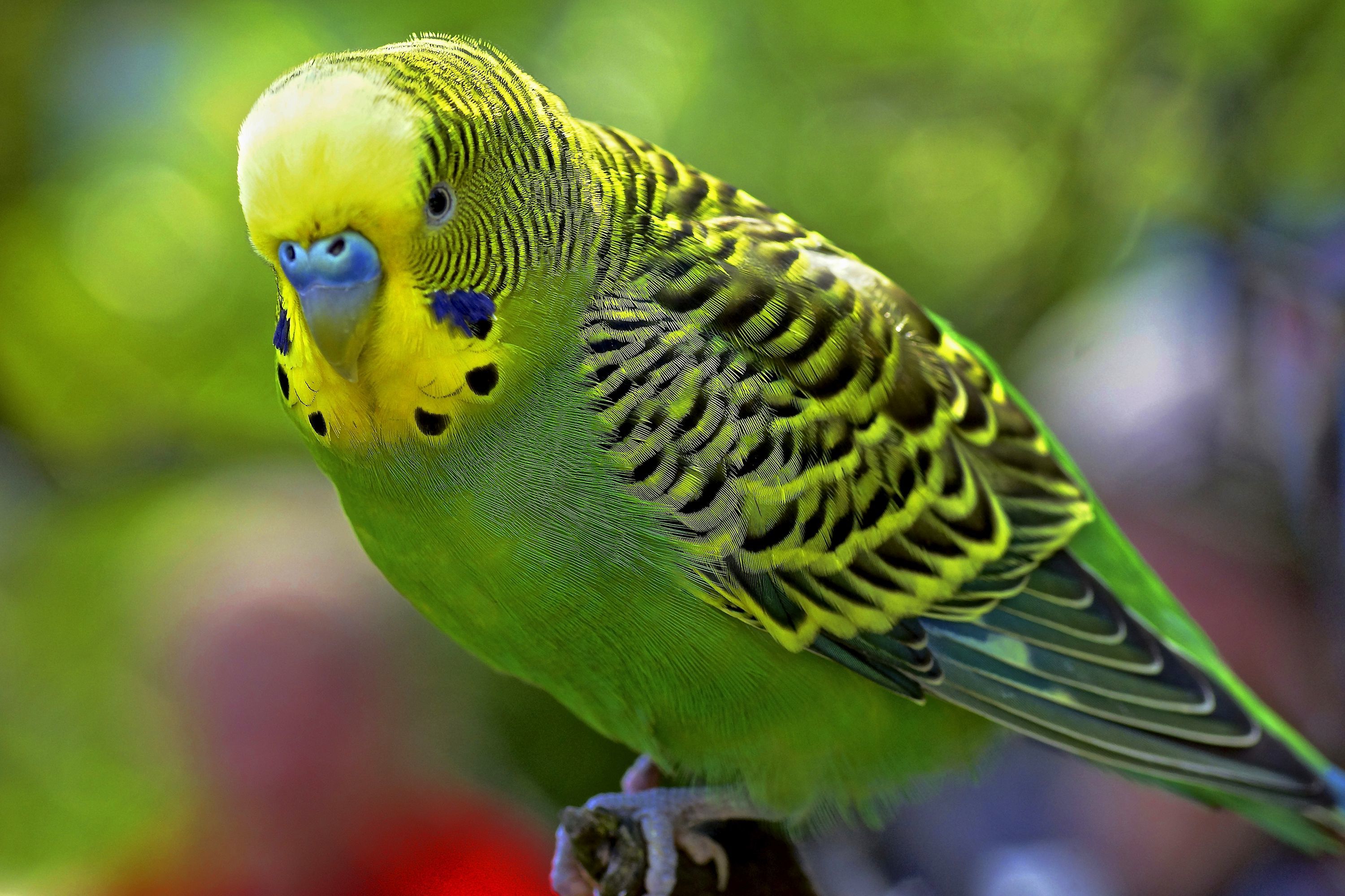 Lovie Budgie | Shutterbug